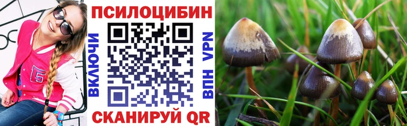 Купить Невель Псилоцибиновые грибы мицелий